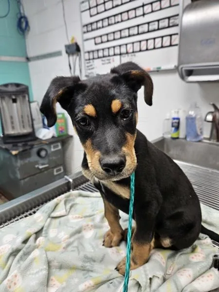 A baby small-sized male Shepherd dog named Merlin for adoption in Rio Rancho, NM