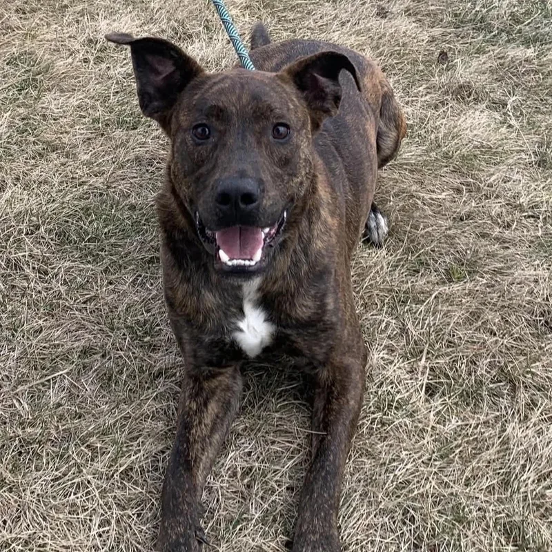 A young medium-sized male Brindle Mixed Breed dog named Tyson for adoption in Eureka, IL
