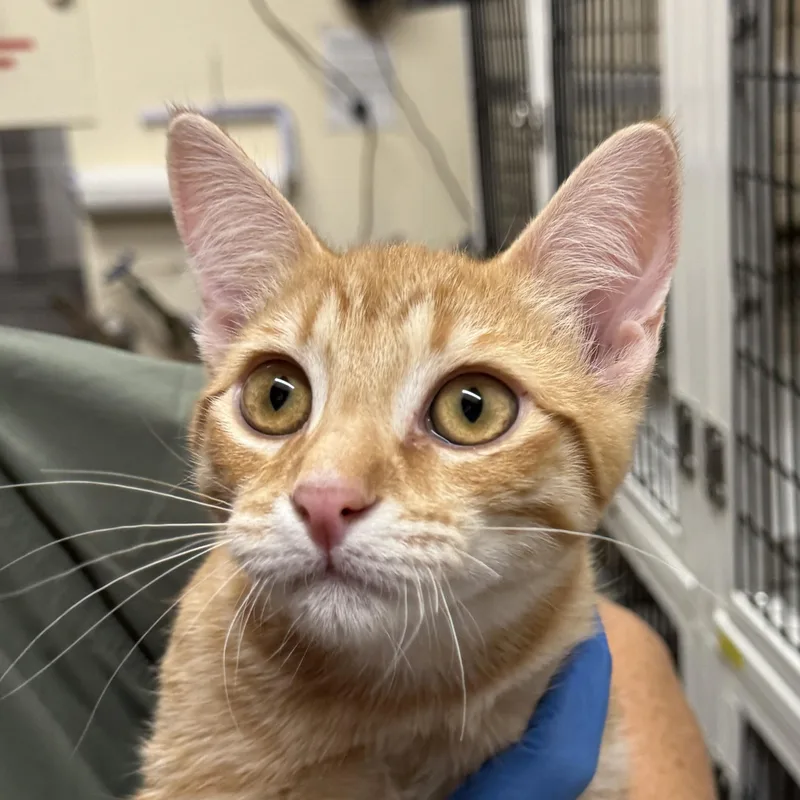 A baby small-sized male Domestic Short Hair cat named Chinotto for adoption in Santa Fe, NM