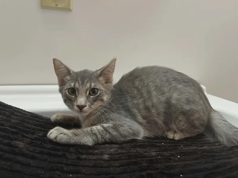 A baby medium-sized male Tabby (Gray / Blue / Silver) Domestic Short Hair cat named Sushi for adoption in Overland Park, KS
