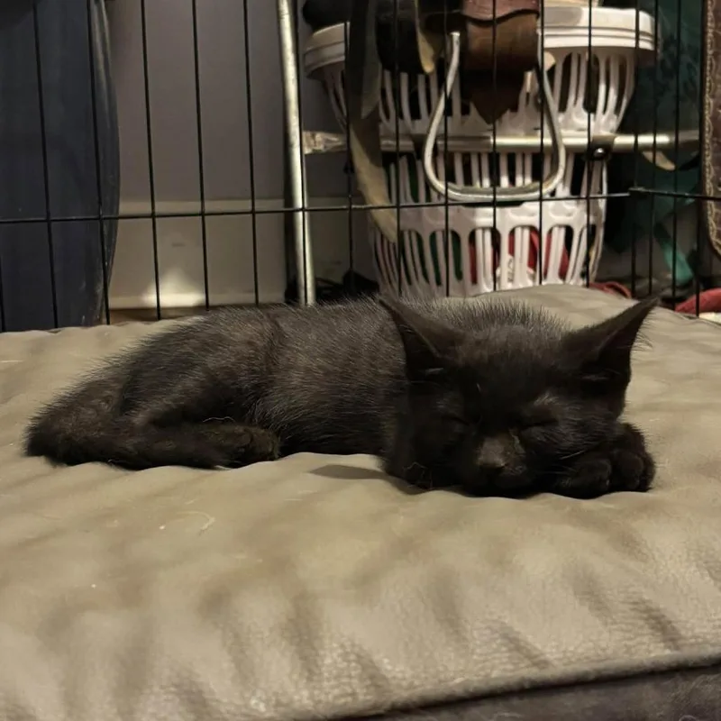 A baby small-sized male Black Domestic Short Hair cat named Exhaust Pipe for adoption in Georgetown, KY