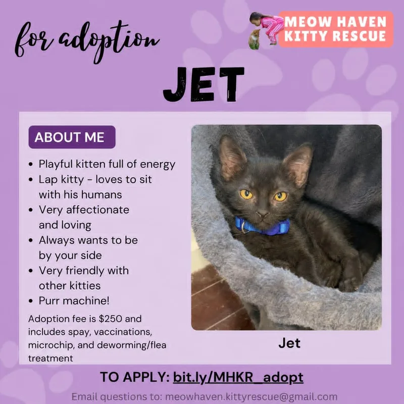 A baby small-sized male Black American Shorthair cat named Jet for adoption in San Jose, CA