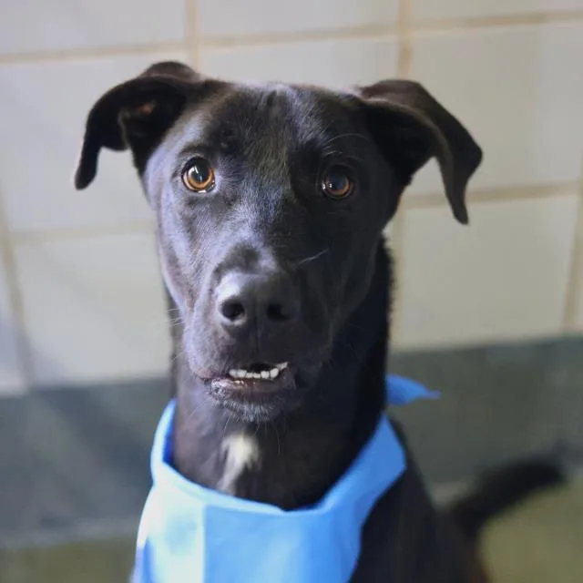 A young large-sized male Labrador Retriever dog named Lasso for adoption in San Antonio, TX