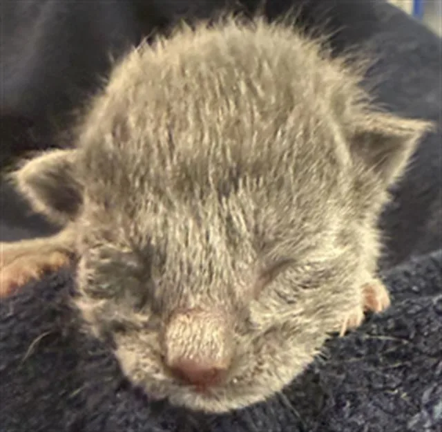 A baby medium-sized male Domestic Short Hair cat named Groot for adoption in Dallas, TX