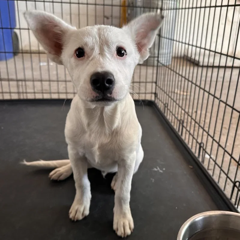 A young small-sized male Retriever dog named Diplo for adoption in Edinburg, TX