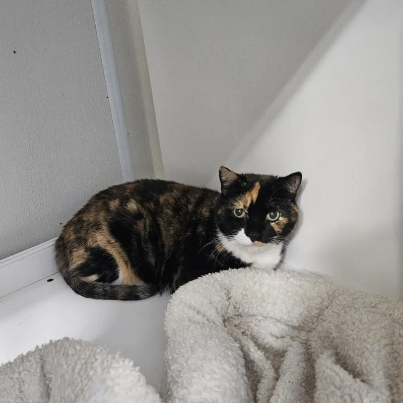 A senior large-sized female Tortoiseshell Domestic Short Hair cat named Tammy for adoption in Ridgely, MD