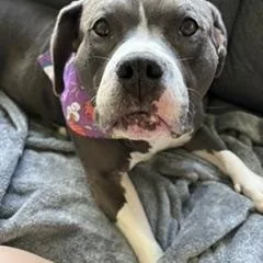 An adult medium-sized female Gray / Blue / Silver American Staffordshire Terrier dog named Emilia for adoption