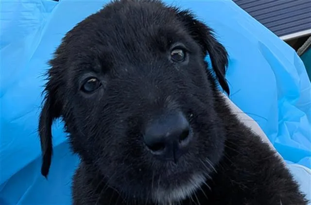 A baby small-sized male Black Labrador Retriever dog named Zim URGENT for adoption in Thousand Oaks, CA