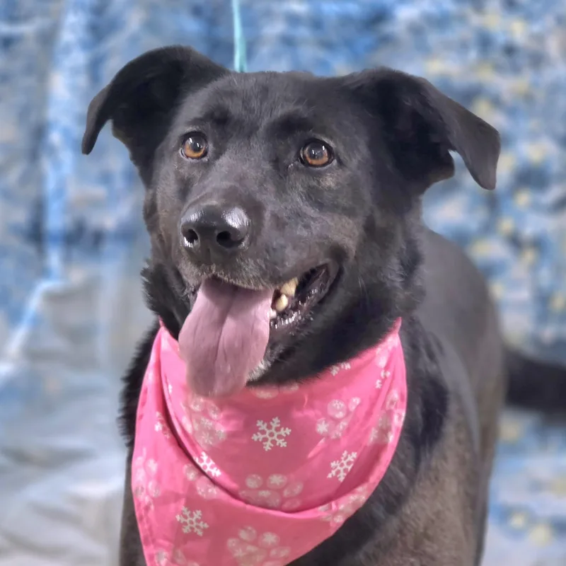 An adult medium-sized female Black Border Collie dog named Sailor for adoption in Walthill, NE