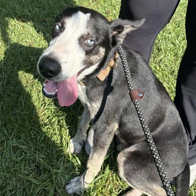An adult medium-sized male White / Cream Mixed Breed dog named Mercury for adoption in Summerville, SC