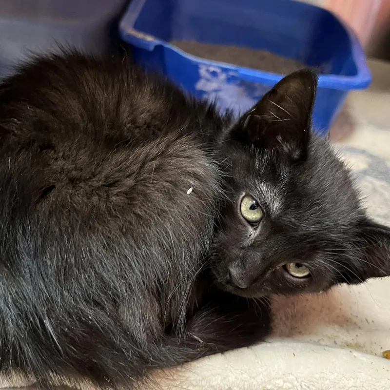 A baby small-sized female Black Domestic Short Hair cat named Midnight for adoption in Kyle, TX