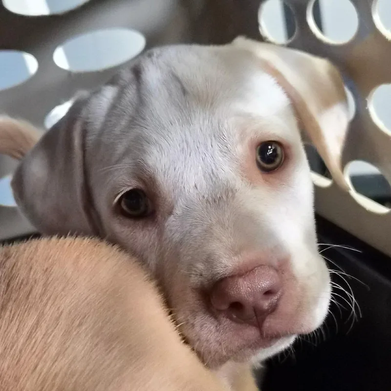 A baby small-sized female White / Cream Terrier dog named Bingo for adoption in Montgomery, AL