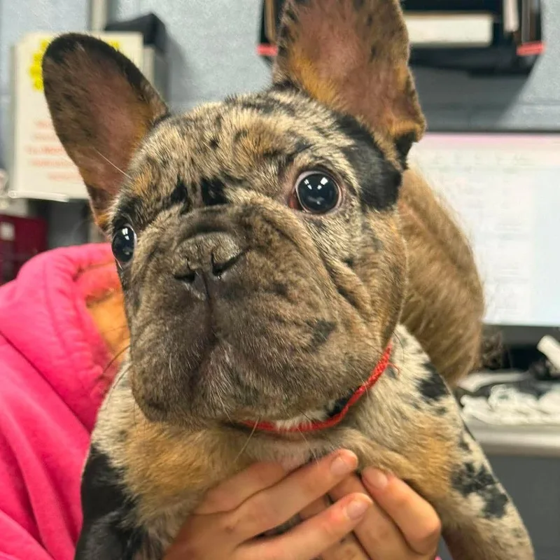 A young small-sized female Gray / Blue / Silver French Bulldog dog named Autumn for adoption in Fredericksburg, VA