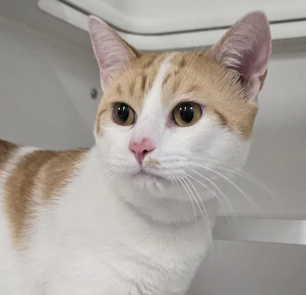 An adult medium-sized male Domestic Short Hair cat named Coco for adoption in El Cajon, CA