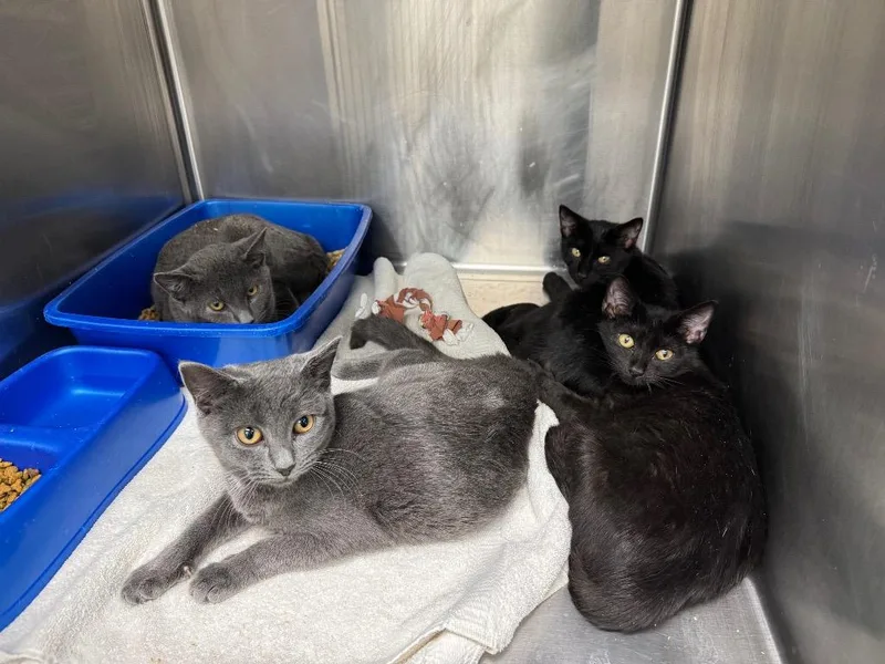 A young medium-sized female Domestic Short Hair cat named Twilight for adoption in Danielsville, GA