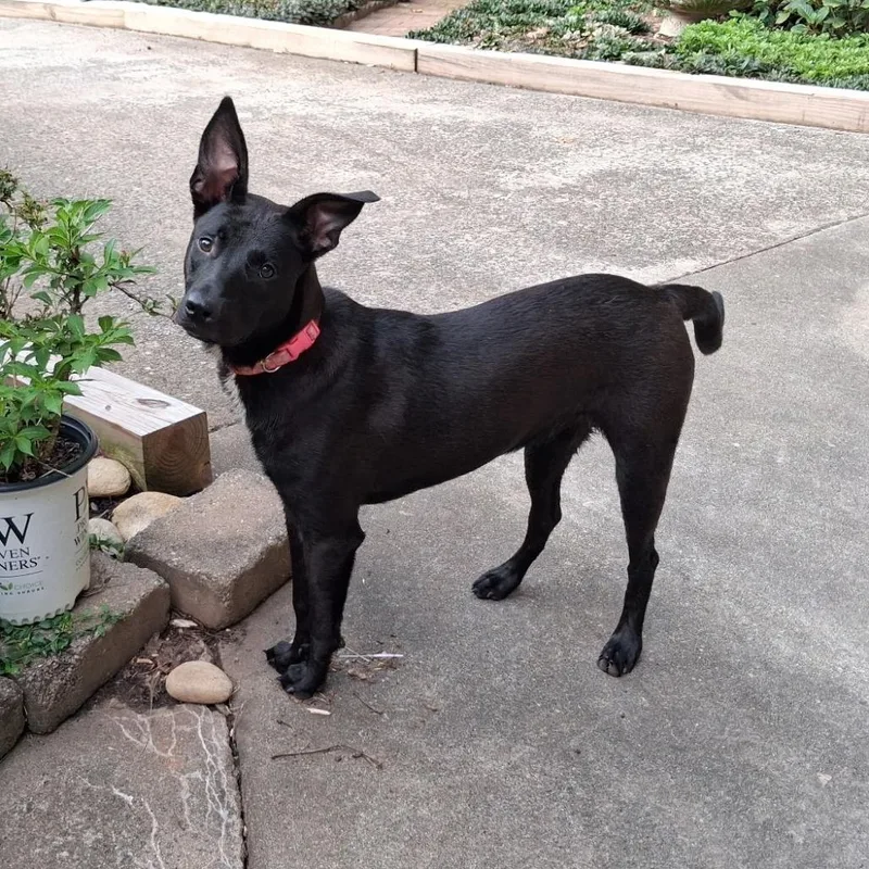 A young large-sized female Black Belgian Shepherd / Malinois dog named Sophie for adoption in Lenoir, NC