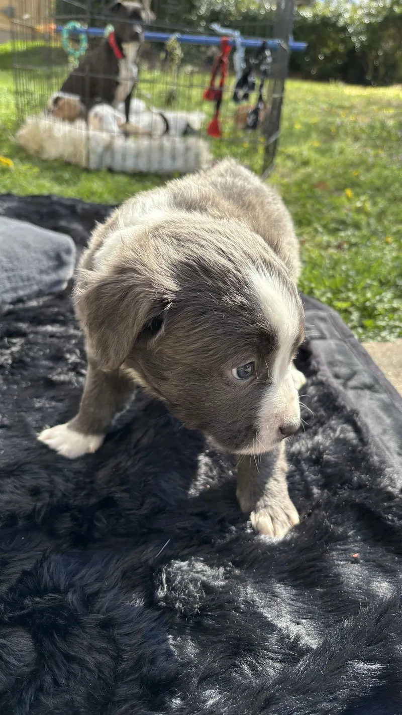 Powerpuff thumbnail 2