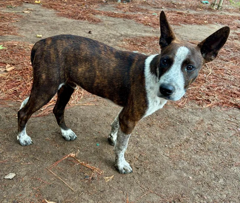 A baby medium-sized male Shepherd dog named Hershey for adoption in Little Rock, AR