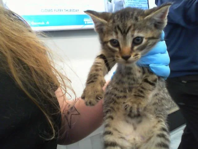 A baby small-sized female Domestic Short Hair cat named Laney for adoption in Charlotte, NC