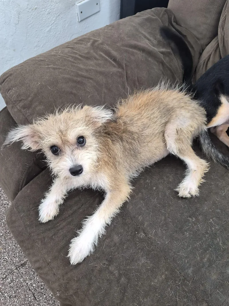 A young small-sized male Terrier dog named Robbie for adoption in Albion, NY