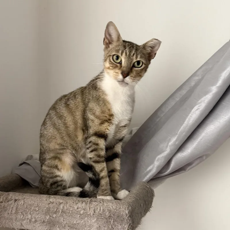 A young medium-sized female Brown / Chocolate Domestic Short Hair cat named Lolita for adoption in Miami, FL