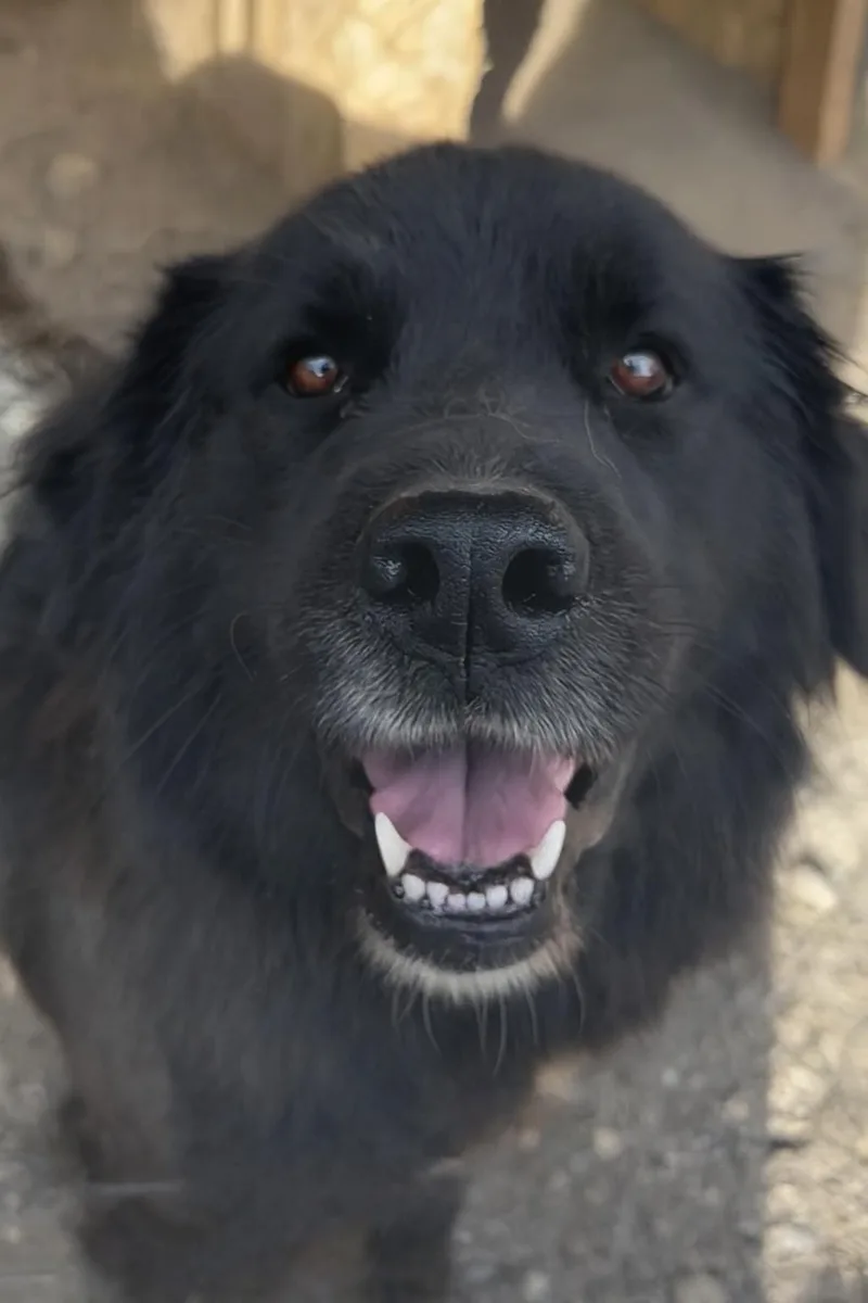 A young large-sized female Black Newfoundland Dog dog named Sadie for adoption in Colville , WA