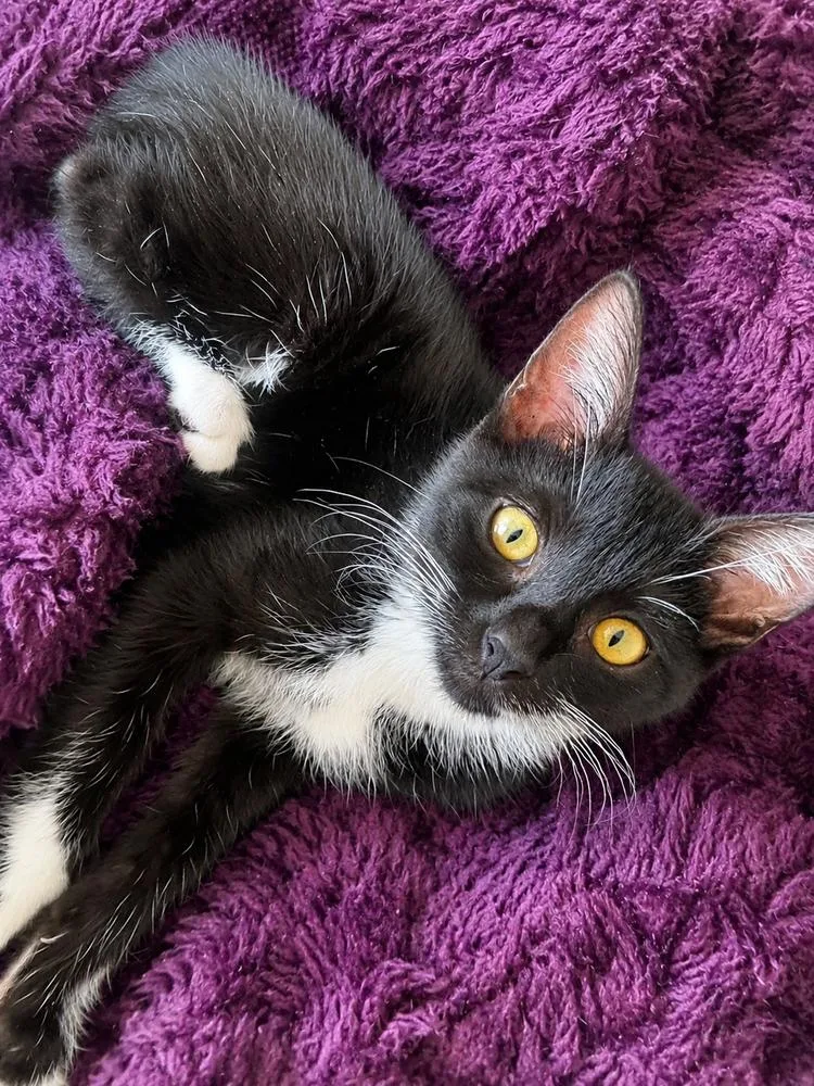 A baby small-sized male Black & White / Tuxedo Domestic Short Hair cat named Beatrice for adoption in Homer Glen, IL