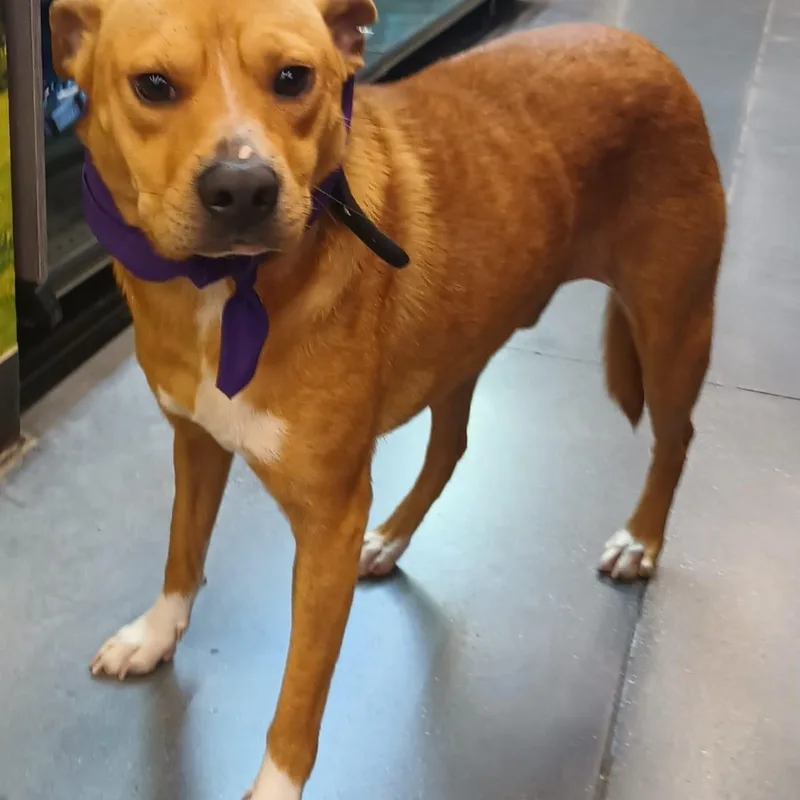 A young medium-sized male Red / Chestnut / Orange American Staffordshire Terrier dog named Leon for adoption in Orange, CA