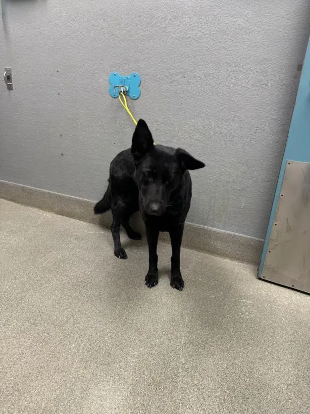 An adult large-sized female German Shepherd Dog dog named Candy Crush for adoption in Las Vegas, NV