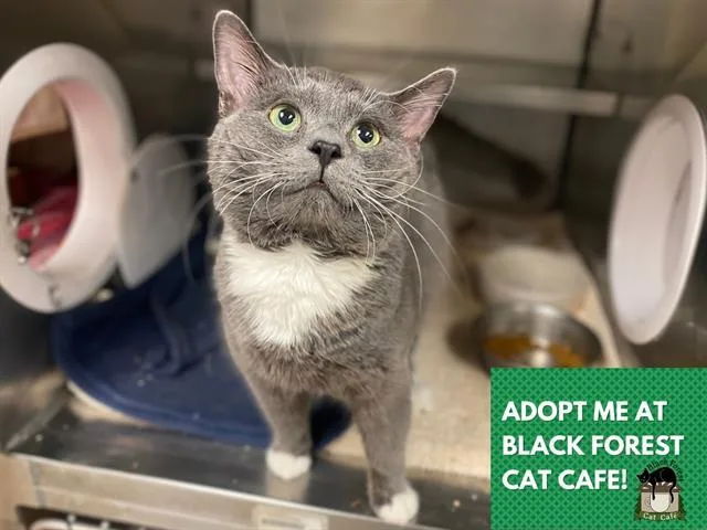 A young small-sized male Domestic Short Hair cat named Roki for adoption in Fort Wayne, IN