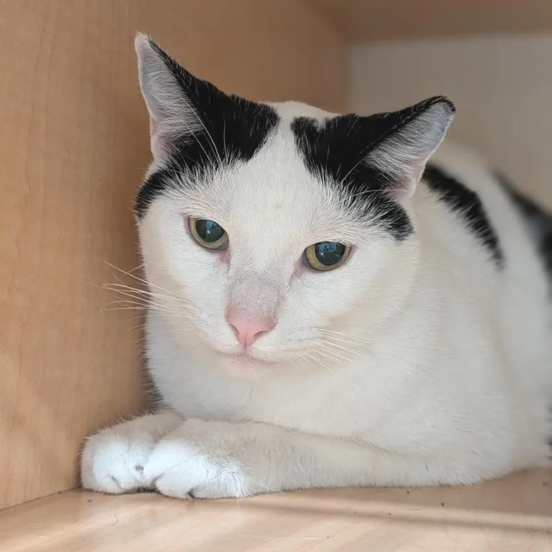 An adult medium-sized male White Domestic Short Hair cat named Larry for adoption in Washington Township, OH