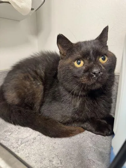 An adult medium-sized male Domestic Short Hair cat named Kuzco for adoption in Sevierville, TN