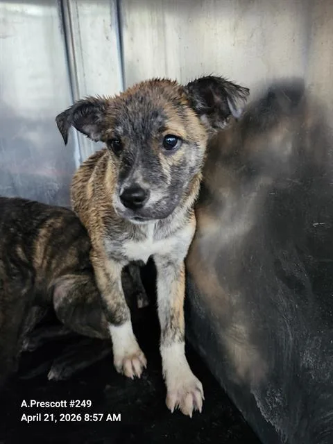 A baby small-sized female American Staffordshire Terrier dog named Daisy for adoption in San Antonio, TX