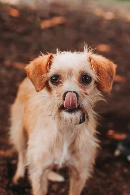 An adult small-sized female Terrier dog named a Beary for adoption in North Charleston, SC