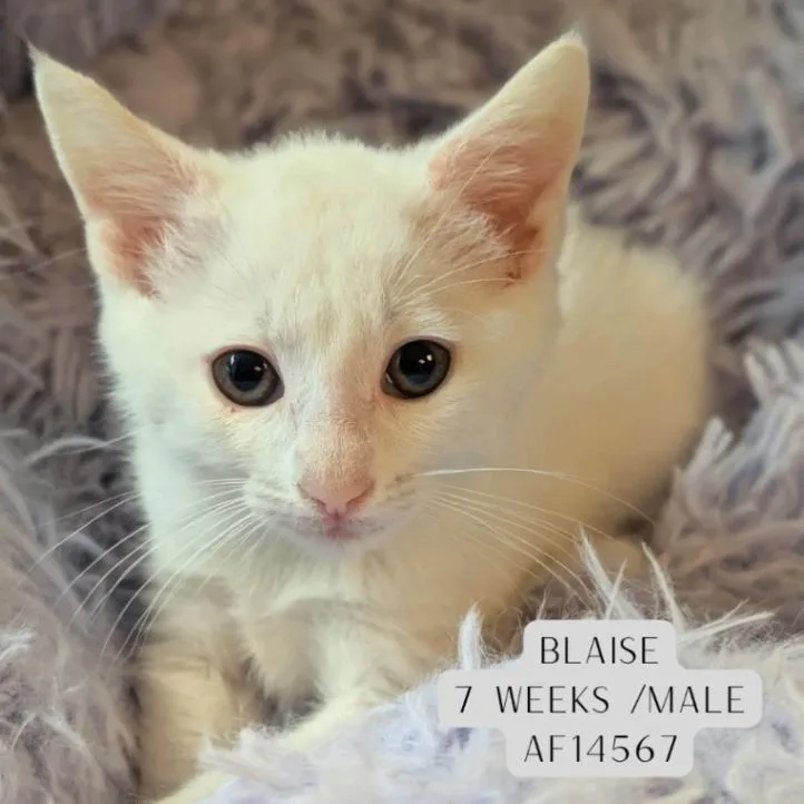 Blaise
