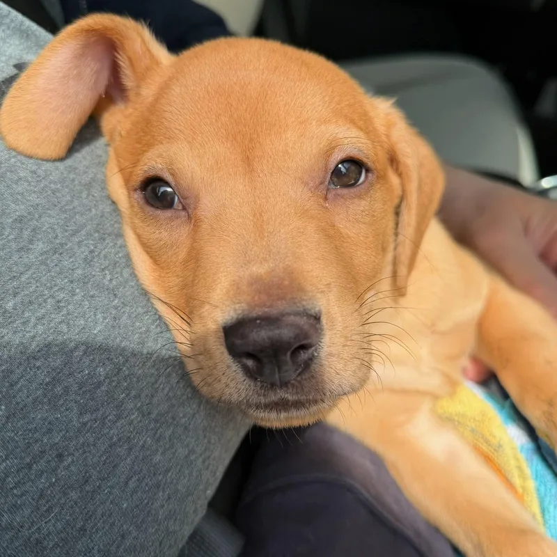 A baby medium-sized male Yellow / Tan / Blond / Fawn Labrador Retriever dog named Mash for adoption in Bethlehem, PA