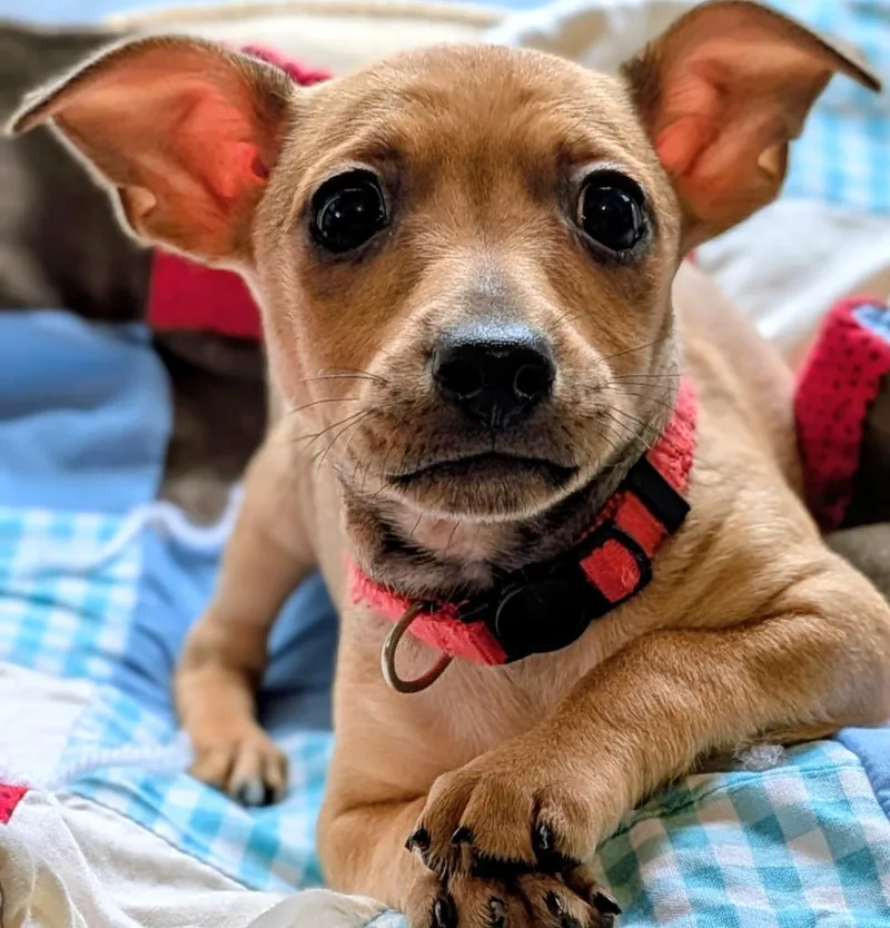 A baby small-sized female Miniature Pinscher dog named Cinnamon for adoption in St. Augustine, FL