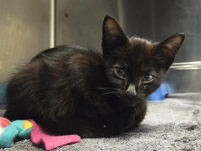 A baby small-sized female Domestic Short Hair cat named A for adoption in Martinez, CA