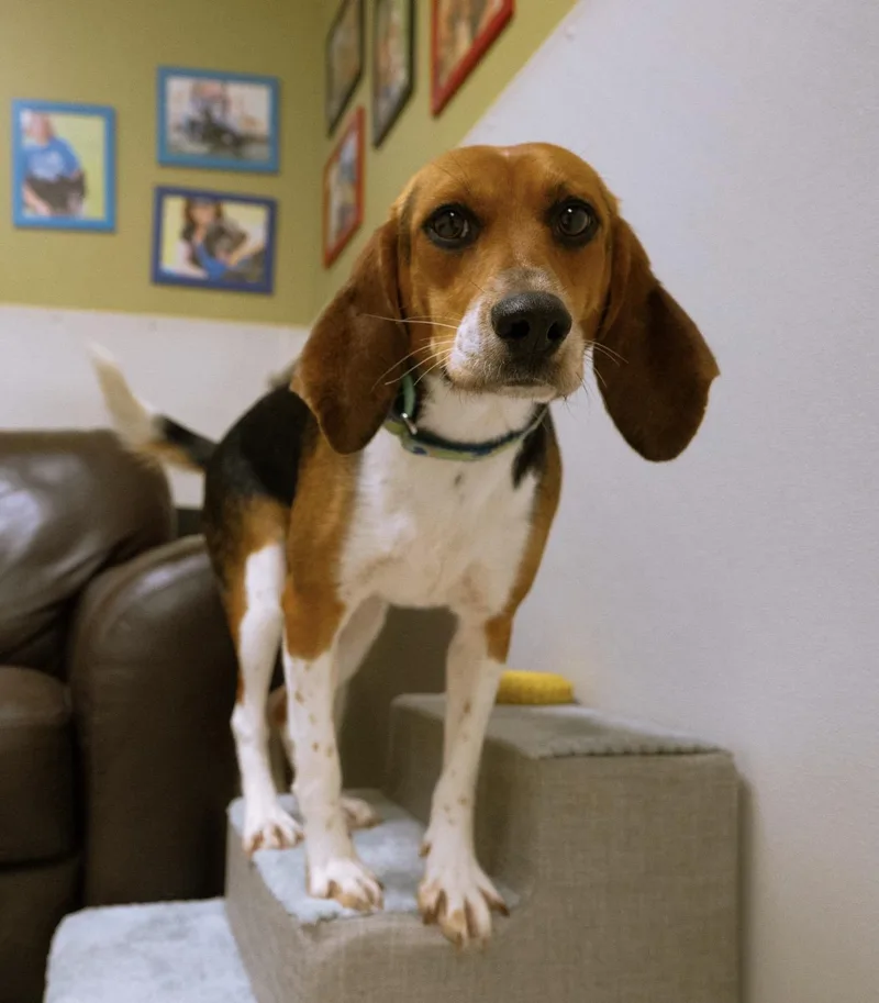 A young medium-sized female Beagle dog named Nala for adoption in Cincinnati, OH