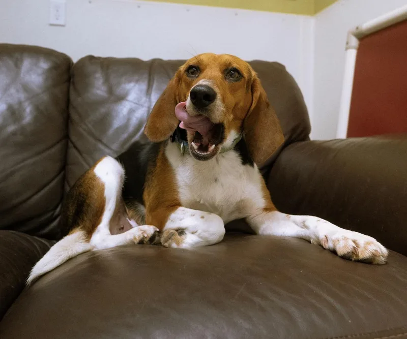 Nala thumbnail 2