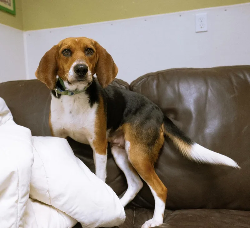 Nala thumbnail 4