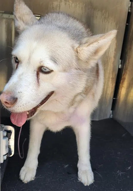 An adult medium-sized female Husky dog named Shelby for adoption in San Antonio, TX