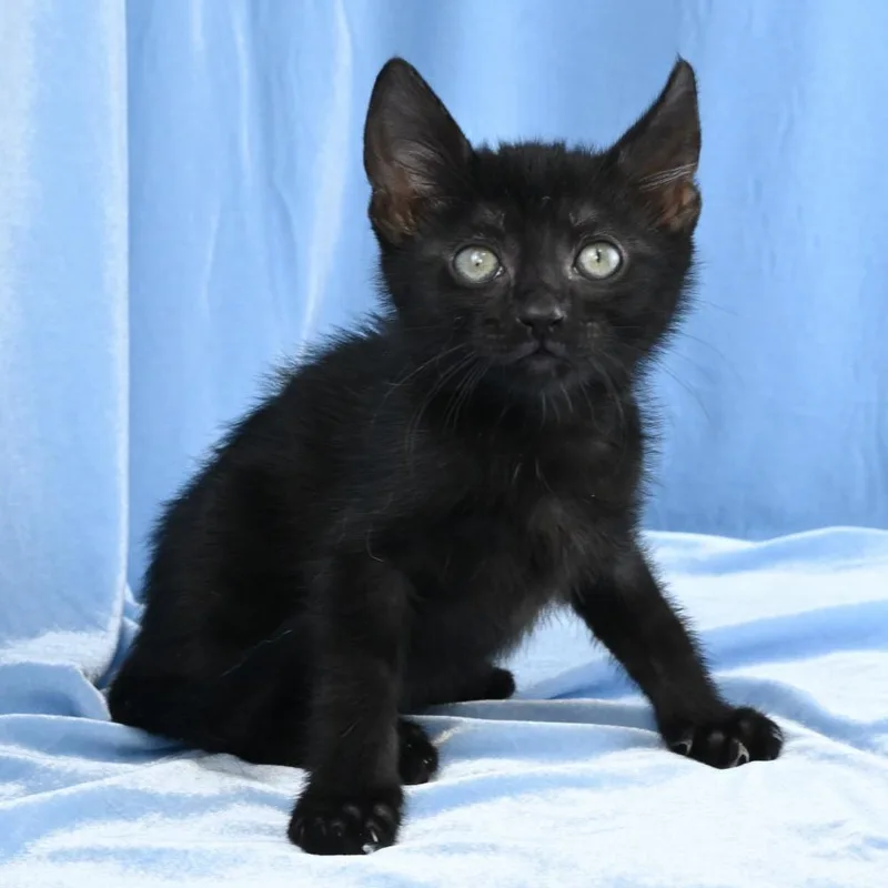 A baby small-sized female Black Domestic Short Hair cat named Tango for adoption in Mobile, AL