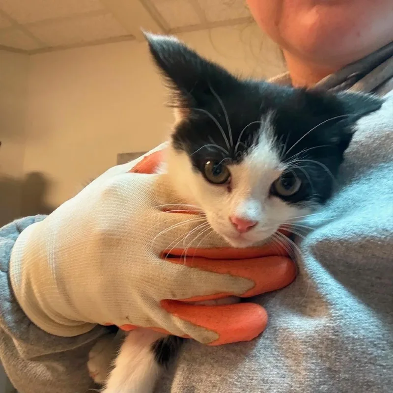 A baby small-sized male Black Domestic Short Hair cat named Bugs for adoption in Winchester, VA