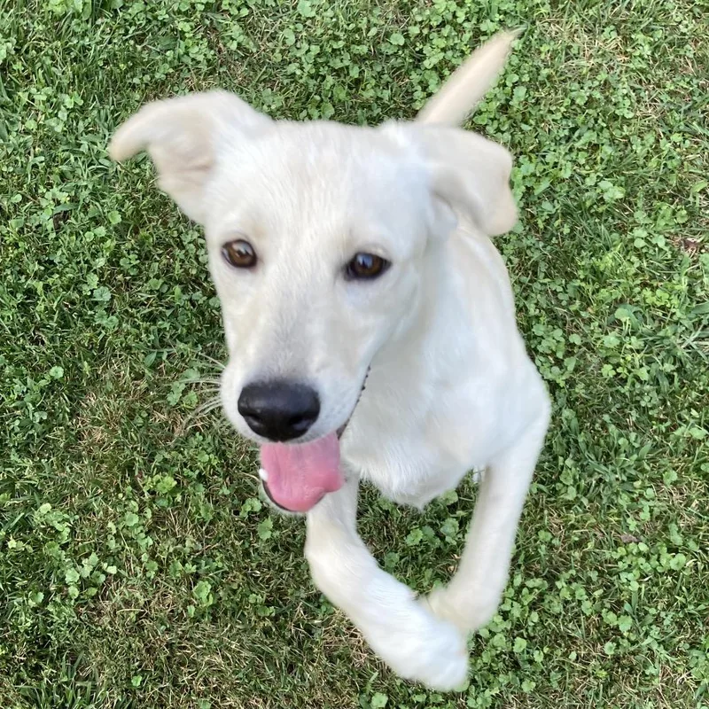 A baby small-sized female White / Cream Border Collie dog named Heidi for adoption in Rockville, MD