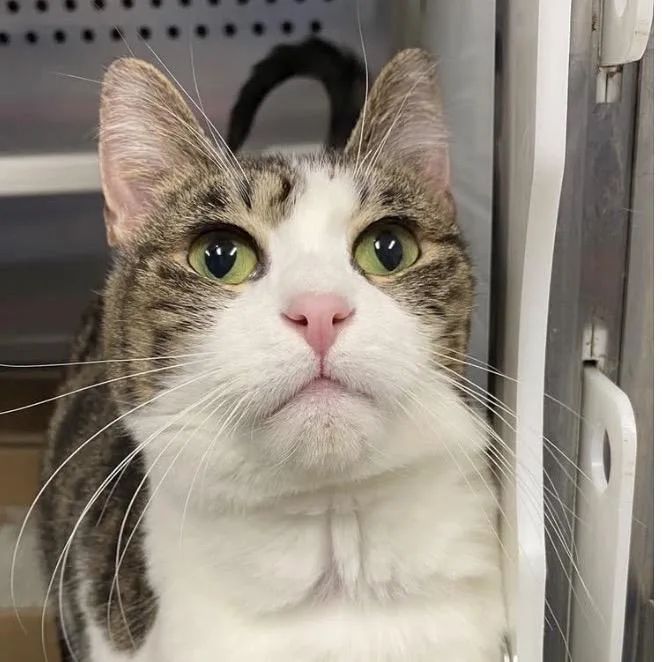 An adult medium-sized female White Domestic Short Hair cat named Gumdrop Onion Mouth for adoption in Medford, NJ