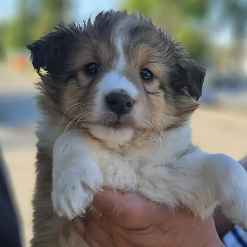 Chloe
