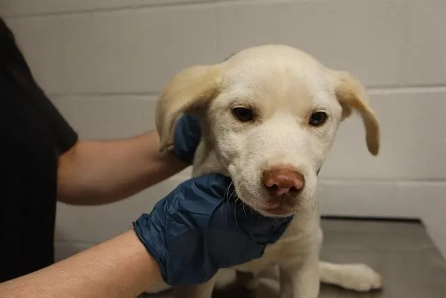 A baby small-sized male Mixed Breed dog named Bashful for adoption in Columbia, SC