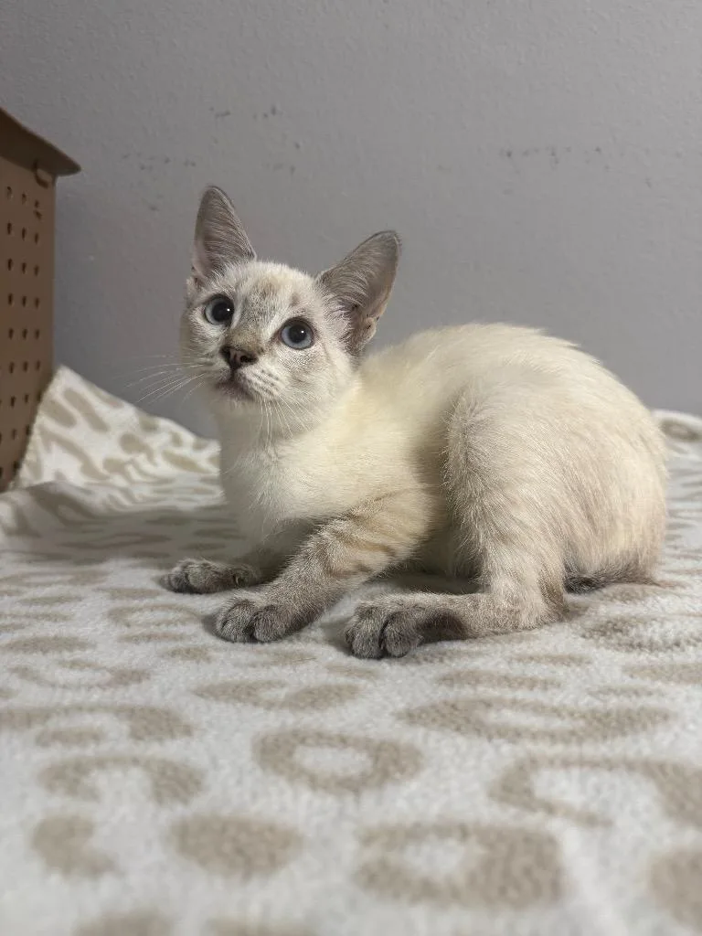 A baby medium-sized female Siamese cat named Charleston for adoption in Sorrento, LA