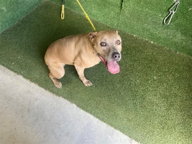An adult large-sized female Pit Bull Terrier dog named Frida for adoption in Lancaster, CA